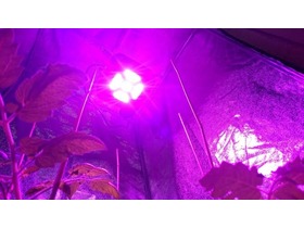 Bild von Grow Lampen Test 2022