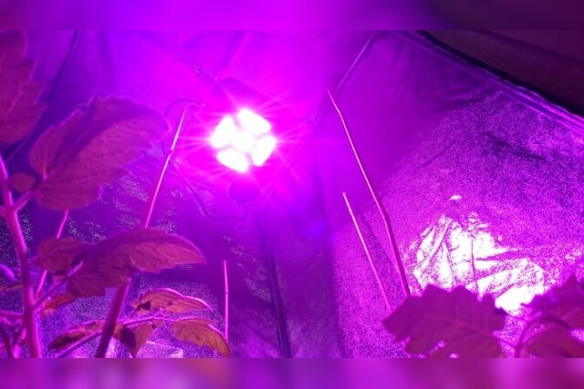 DE120W Pflanzenlampe LED Grow Rot Blau Licht fur veg Pflanzen seeding und Blühen 