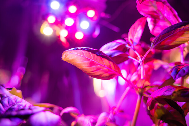 Bild von SAGA LED-Lampe & -Pflanzenlicht