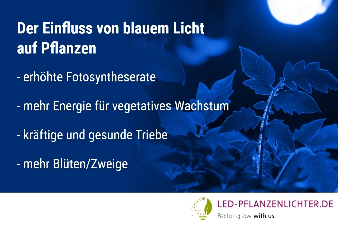 LED-Pflanzenlichter, Einfluss, blaues Licht