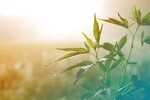 Bild von Hanf Lampen💡LED-Beleuchtung für Cannabispflanzen