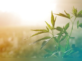 Bild von Hanf Lampen – LED-Beleuchtung für Cannabispflanzen