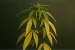 Bild von Cannabis Lichtmangel: Symptome erkennen & beheben