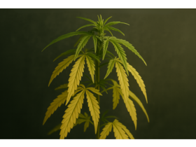 Bild von Lichtmangel bei Cannabis