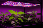Bild von LEDs in der Pflanzenzucht: Tipps für optimales Wac