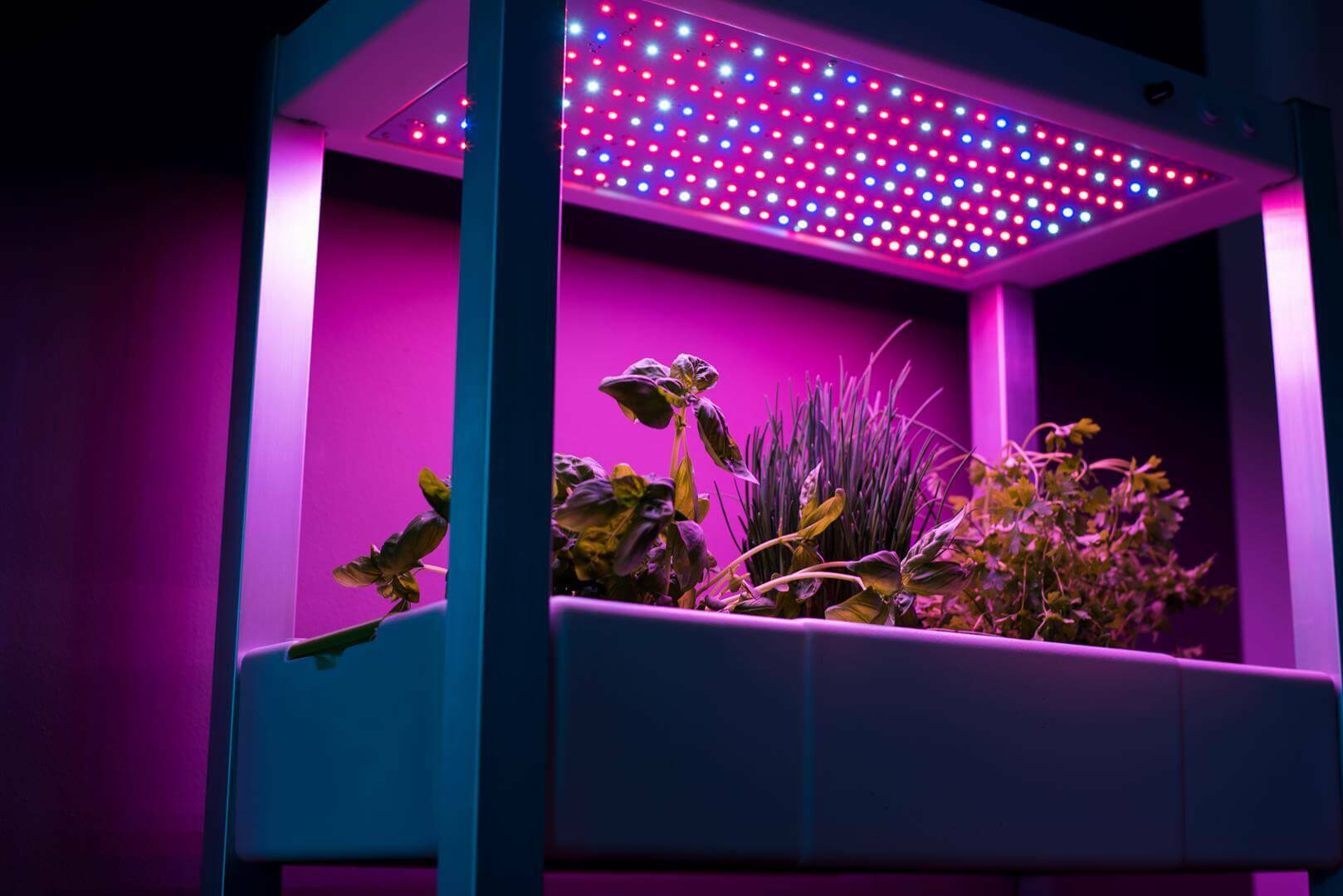 Zimmergewächshaus mit LED Pflanzenlampen für Samen Anzucht Wachtstumslampen 