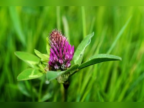 Bild von LED-Grow-Lampe für die Blütephase